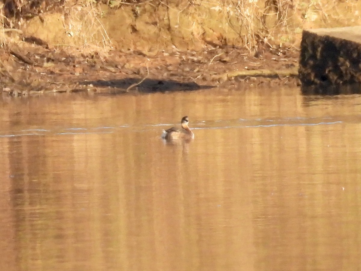 Pied-billed Grebe - ML612241361