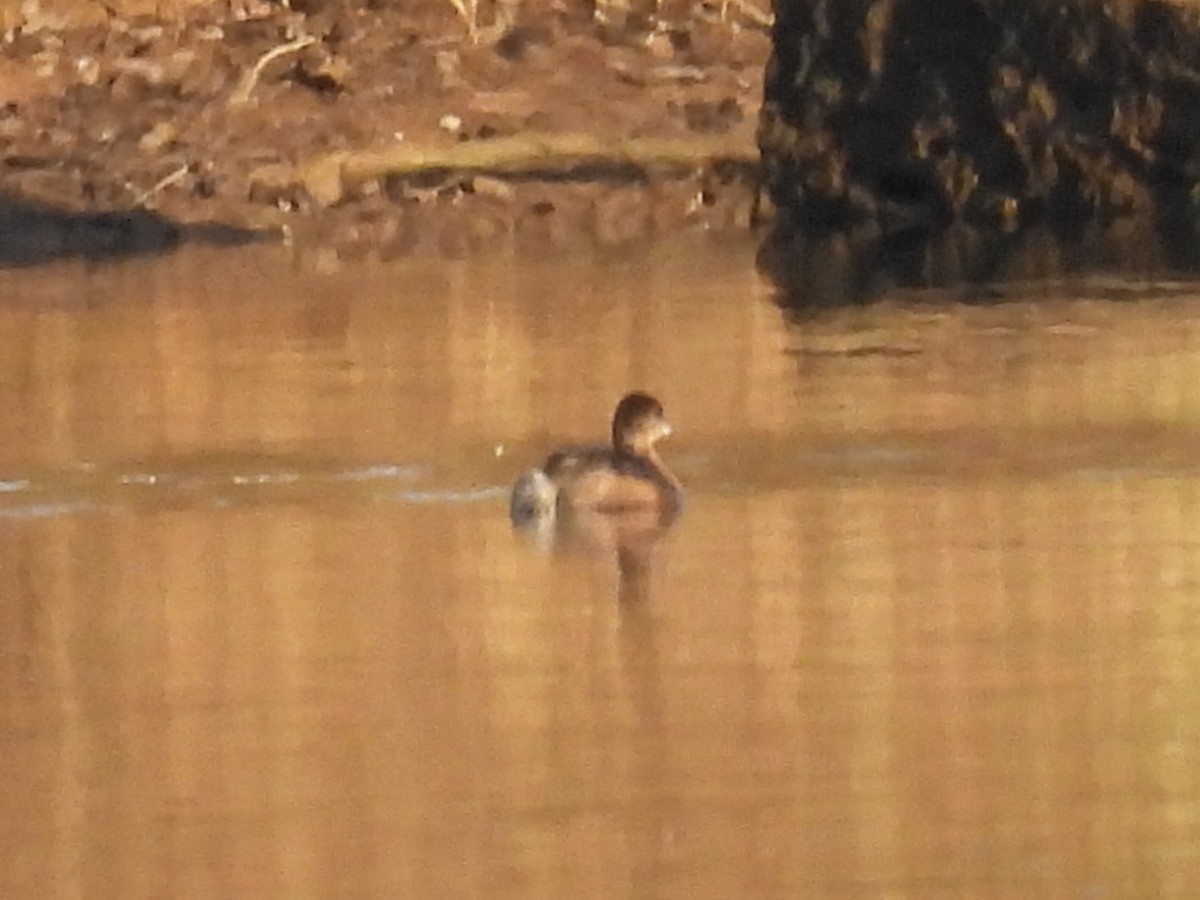 Pied-billed Grebe - ML612241362