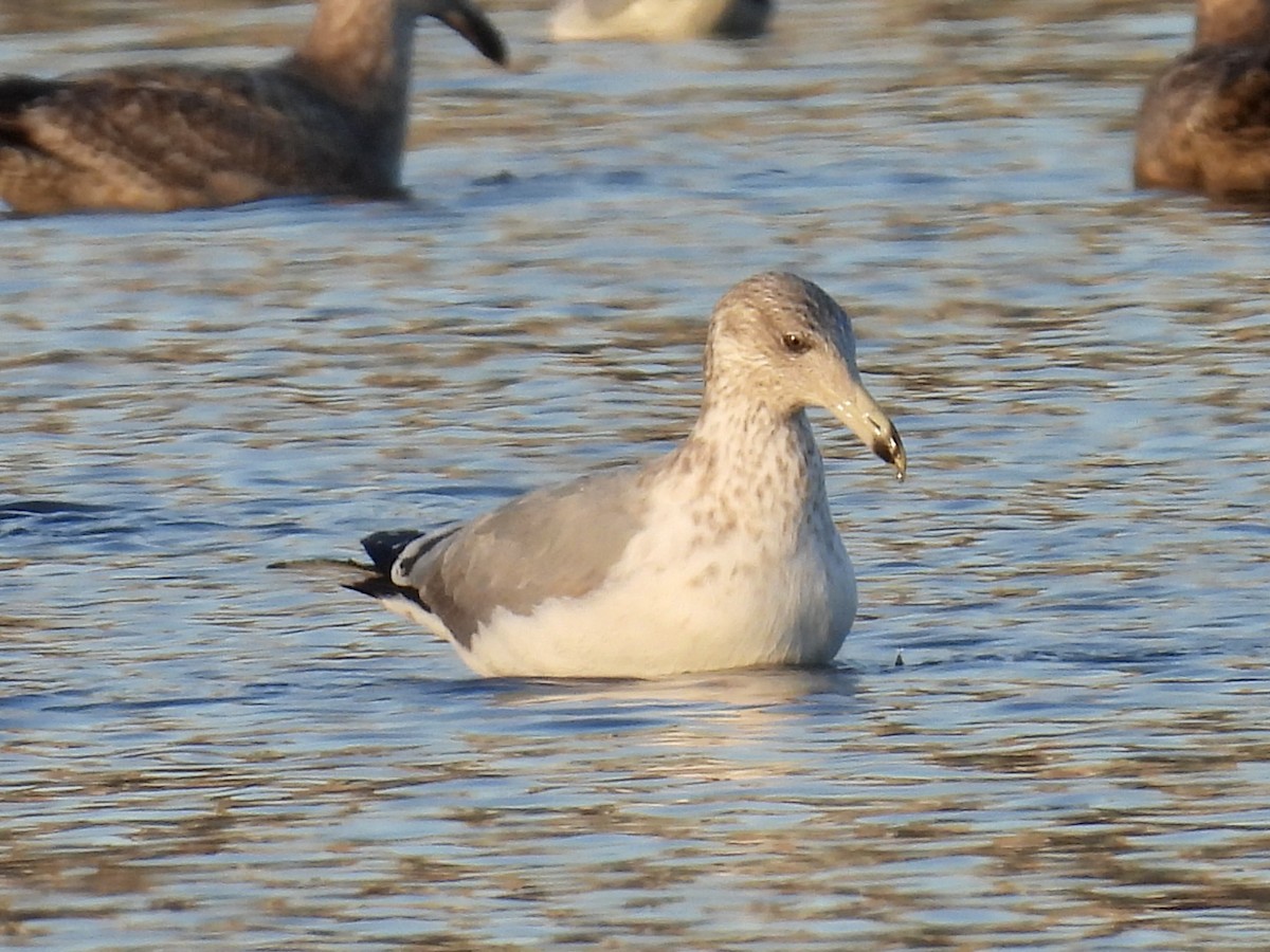 Herring Gull - ML612241386