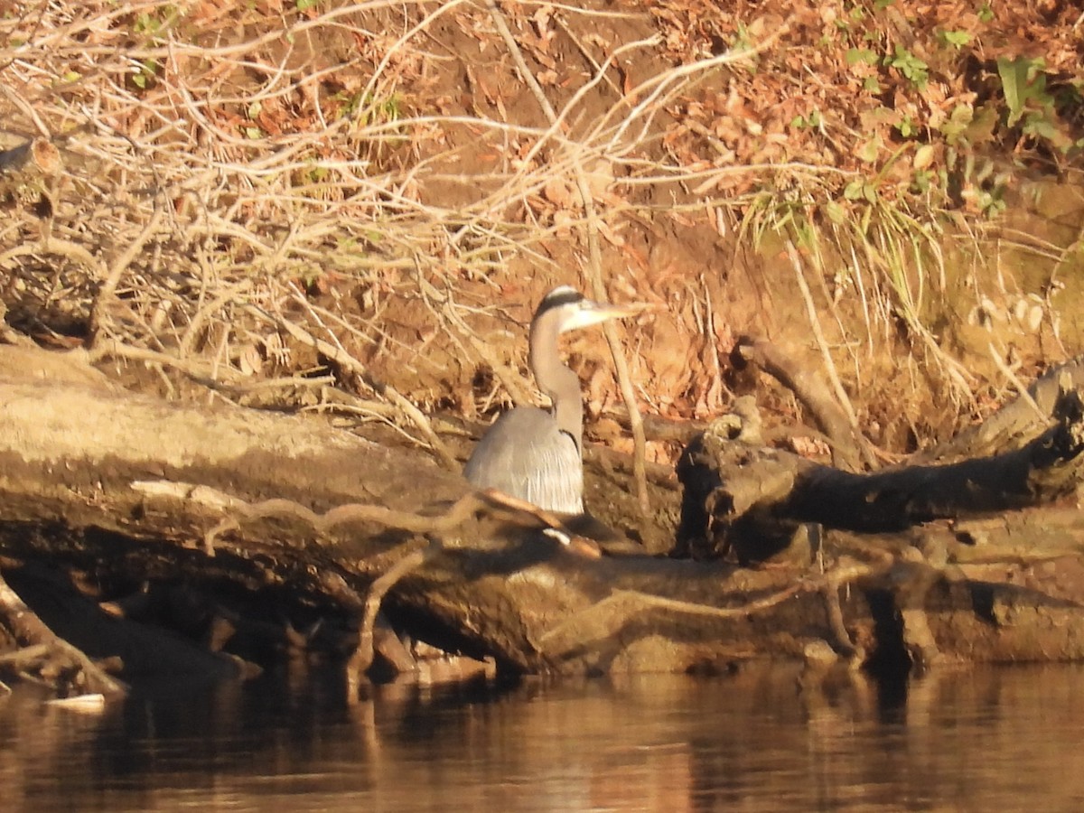 Great Blue Heron - ML612241391