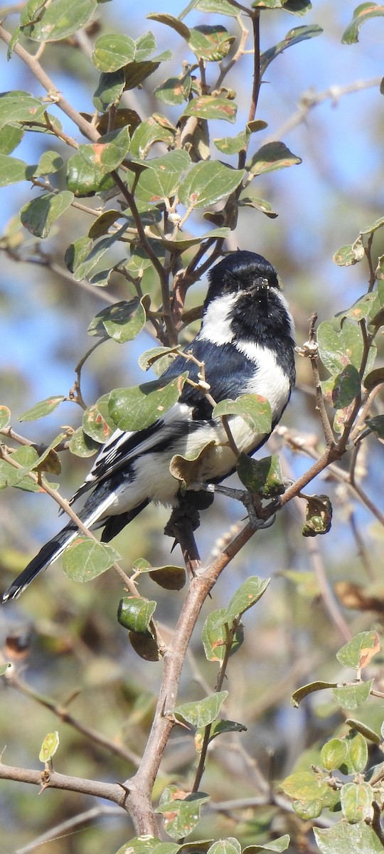 White-naped Tit - ML612241424