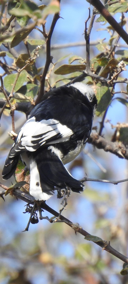 Mésange à ailes blanches - ML612241425