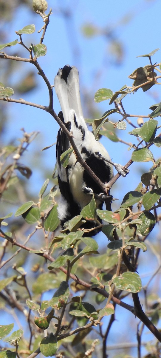 Carbonero Nuquiblanco - ML612241428