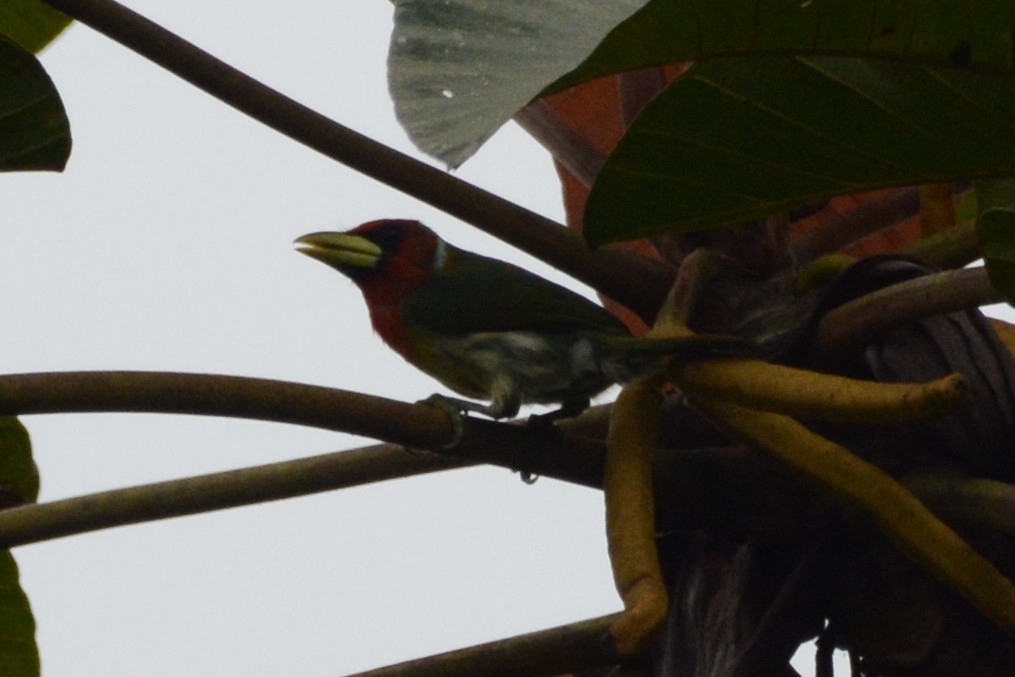 Red-headed Barbet - Cathy Pasterczyk