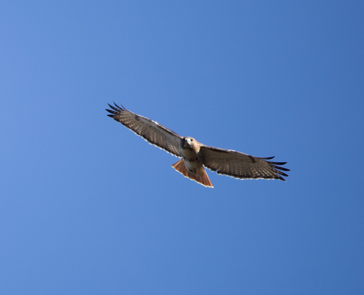 Red-tailed Hawk - ML612241451