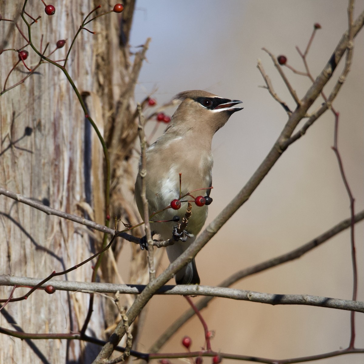 Cedar Waxwing - ML612241461