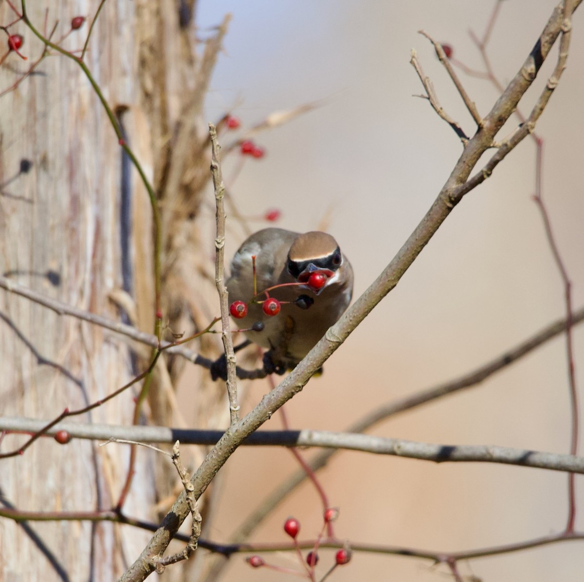 Cedar Waxwing - ML612241462