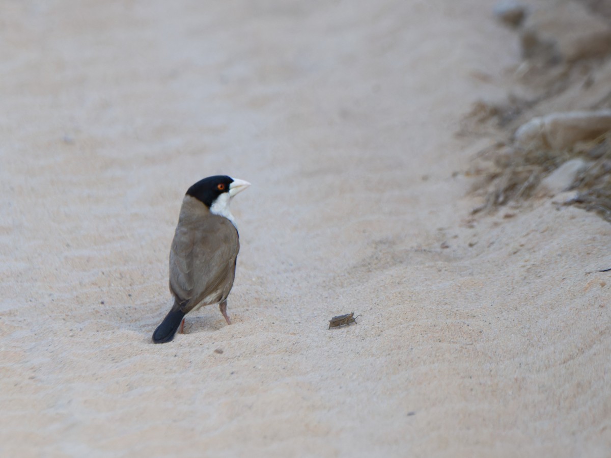 Black-capped Social-Weaver - ML612241723