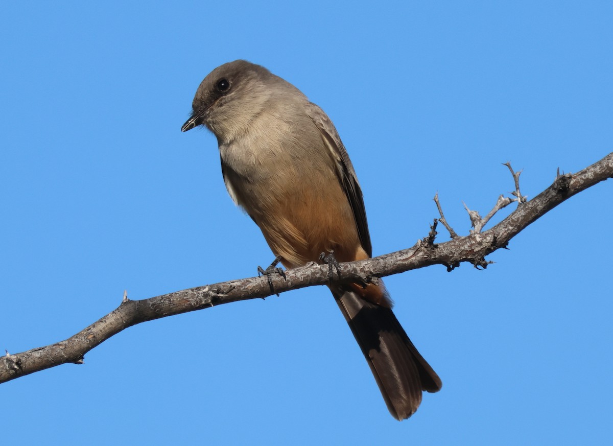 Say's Phoebe - ML612241746