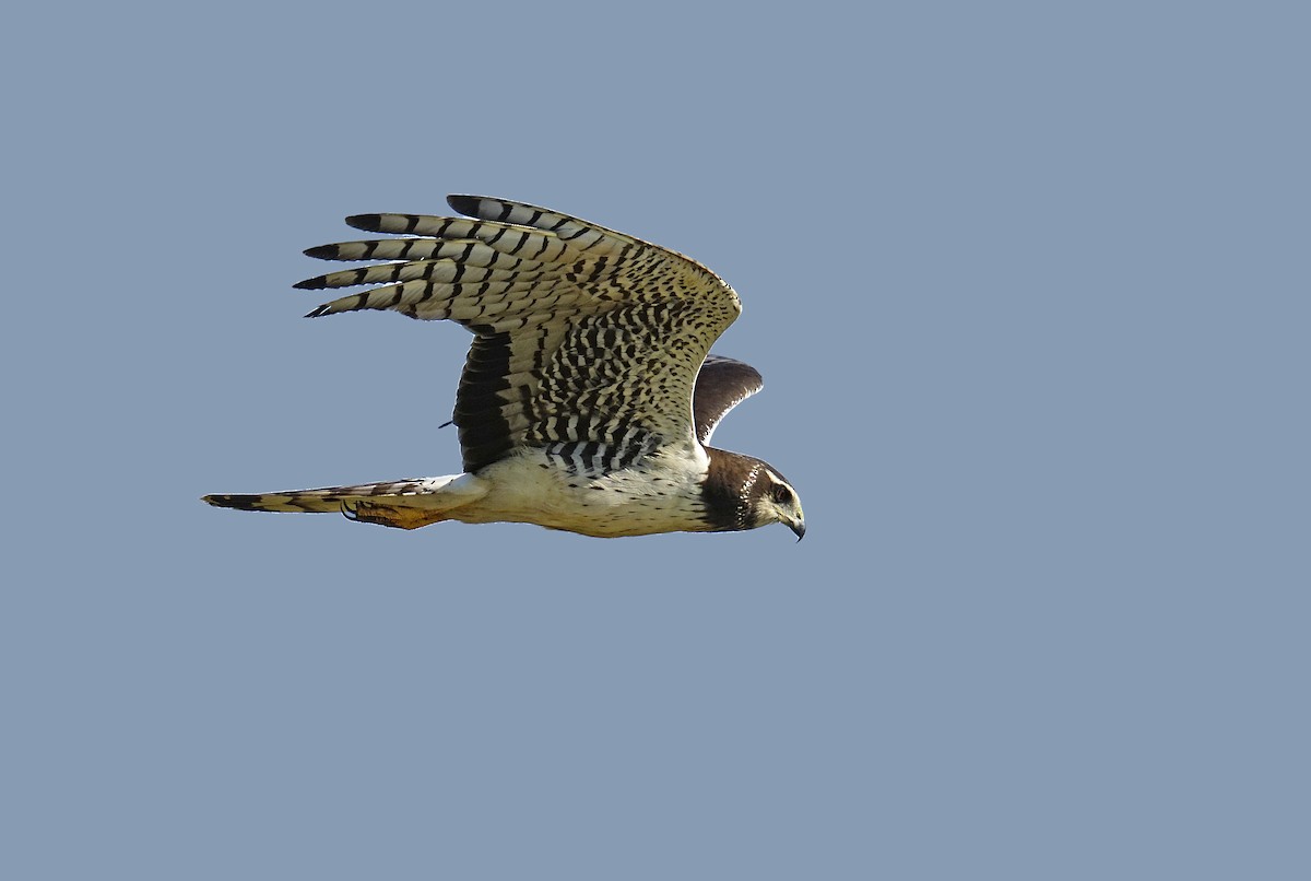 Long-winged Harrier - Adrian Antunez