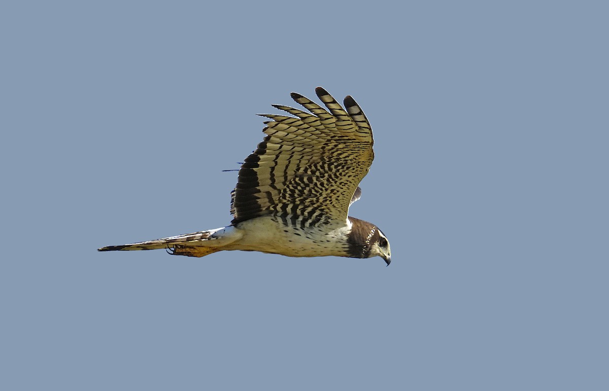 Long-winged Harrier - Adrian Antunez