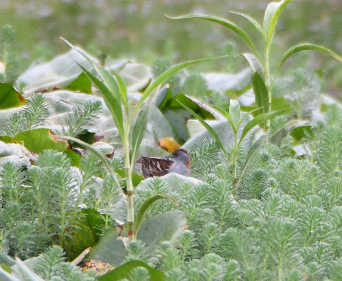 Baillon's Crake - Ruben Brinsmead