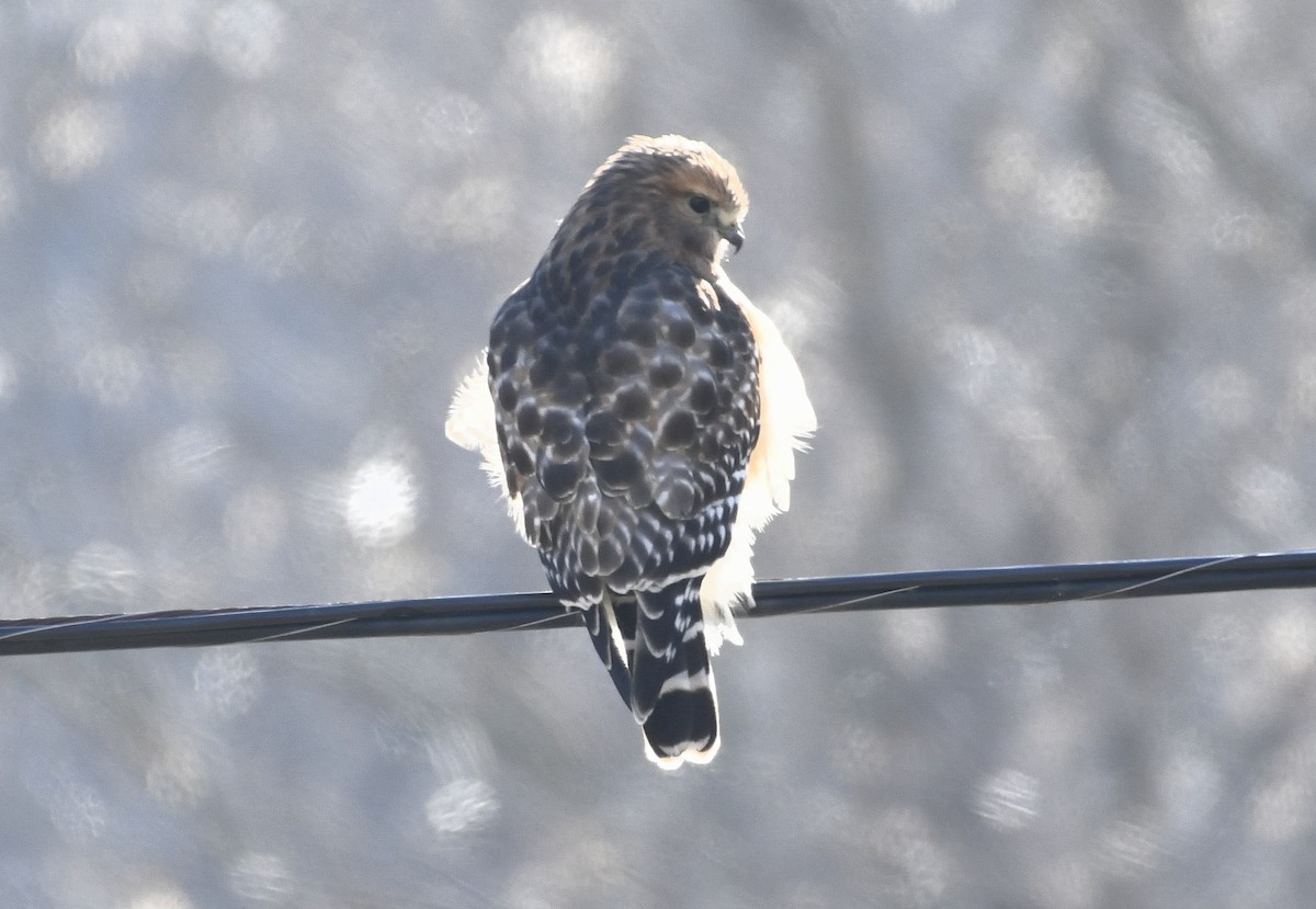 Red-shouldered Hawk - Daniel King