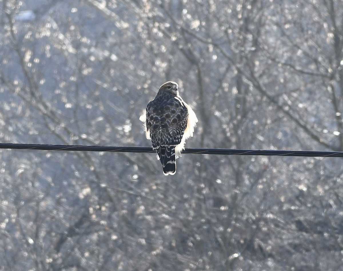 Red-shouldered Hawk - Daniel King