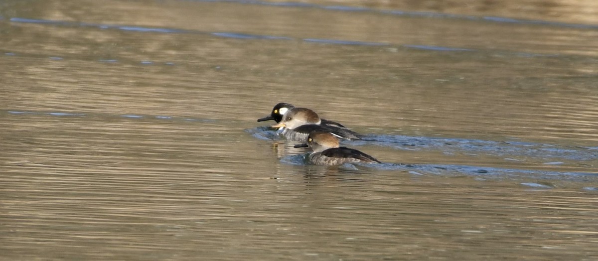 Hooded Merganser - Daniel King