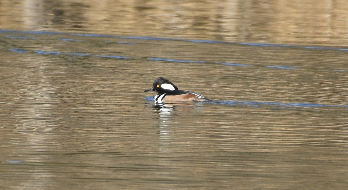 Hooded Merganser - Daniel King