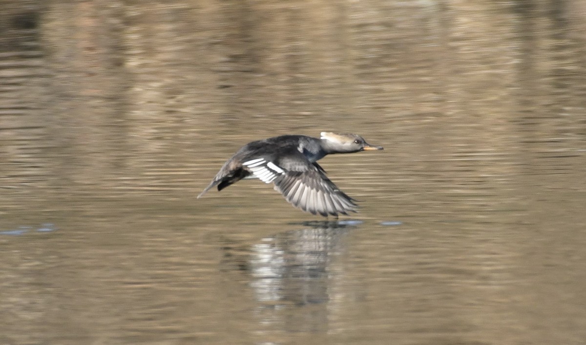 Hooded Merganser - Daniel King