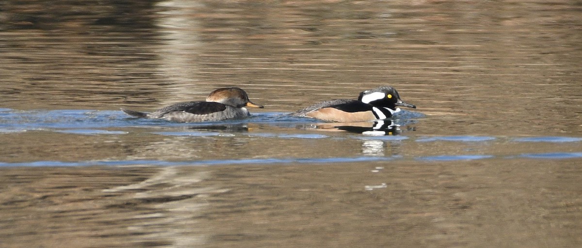 Hooded Merganser - ML612241876