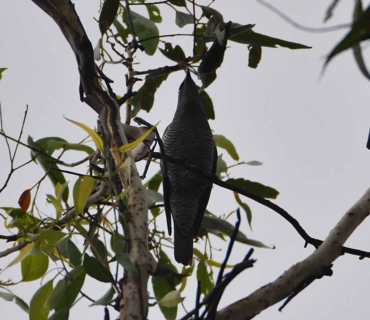 Barred Cuckooshrike - Ruben Brinsmead