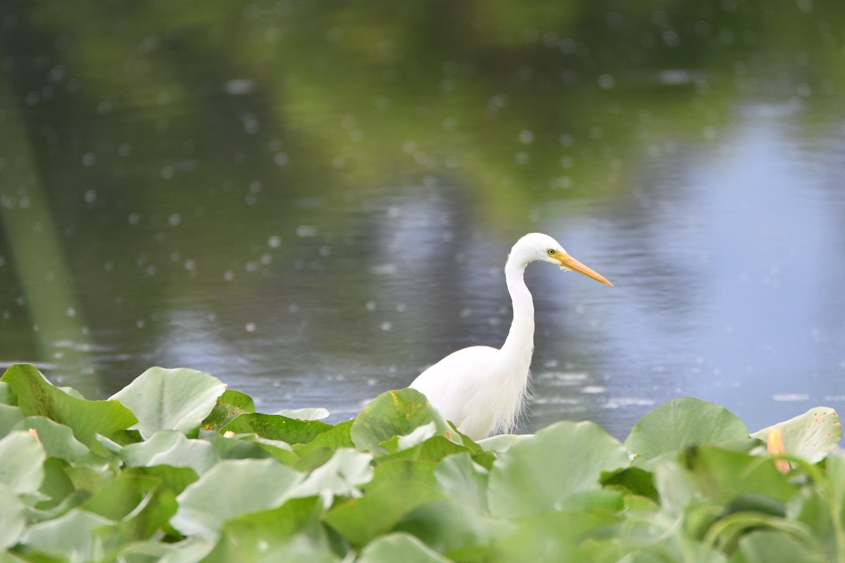 Plumed Egret - Ruben Brinsmead