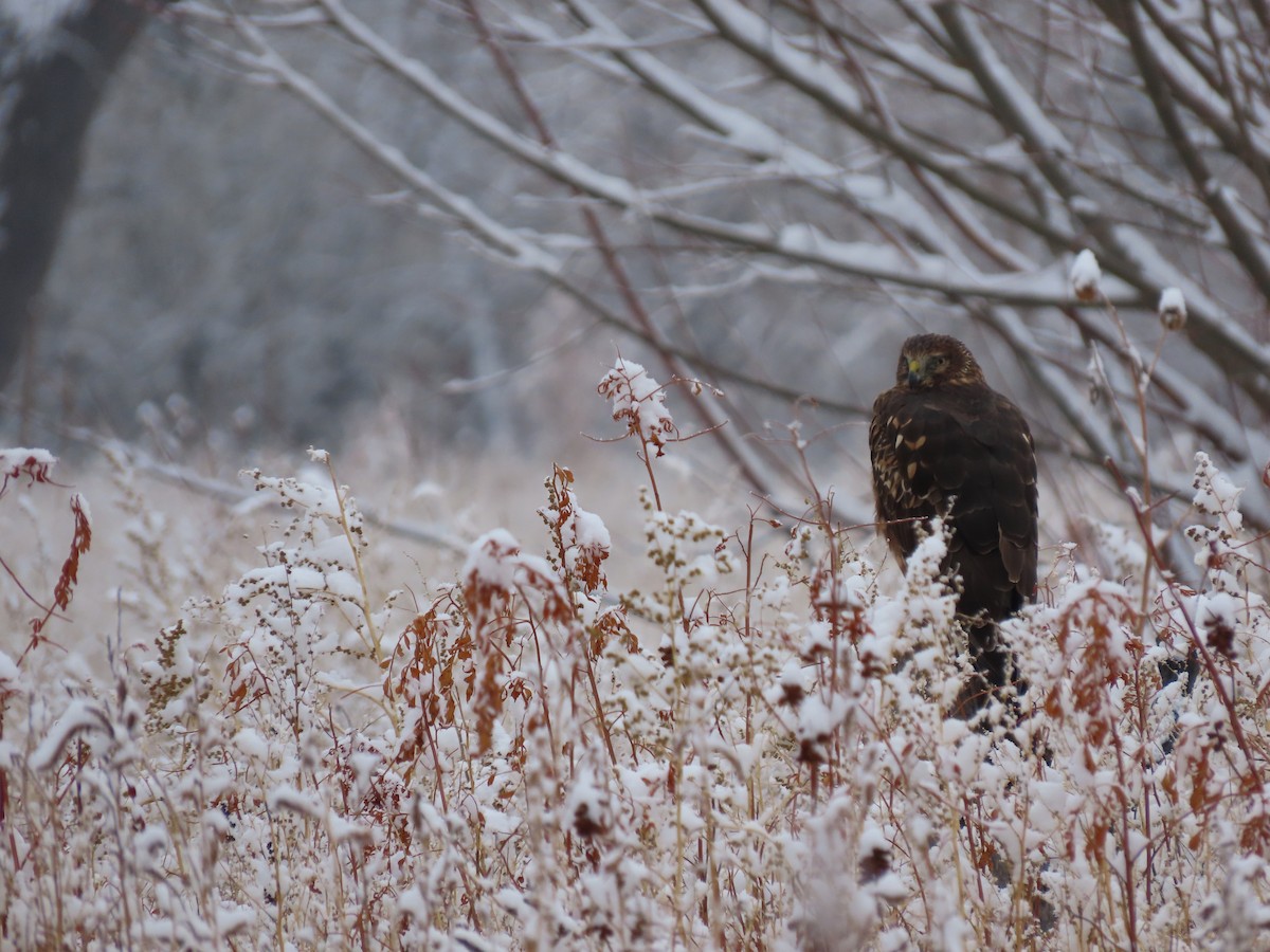 Northern Harrier - ML612242010