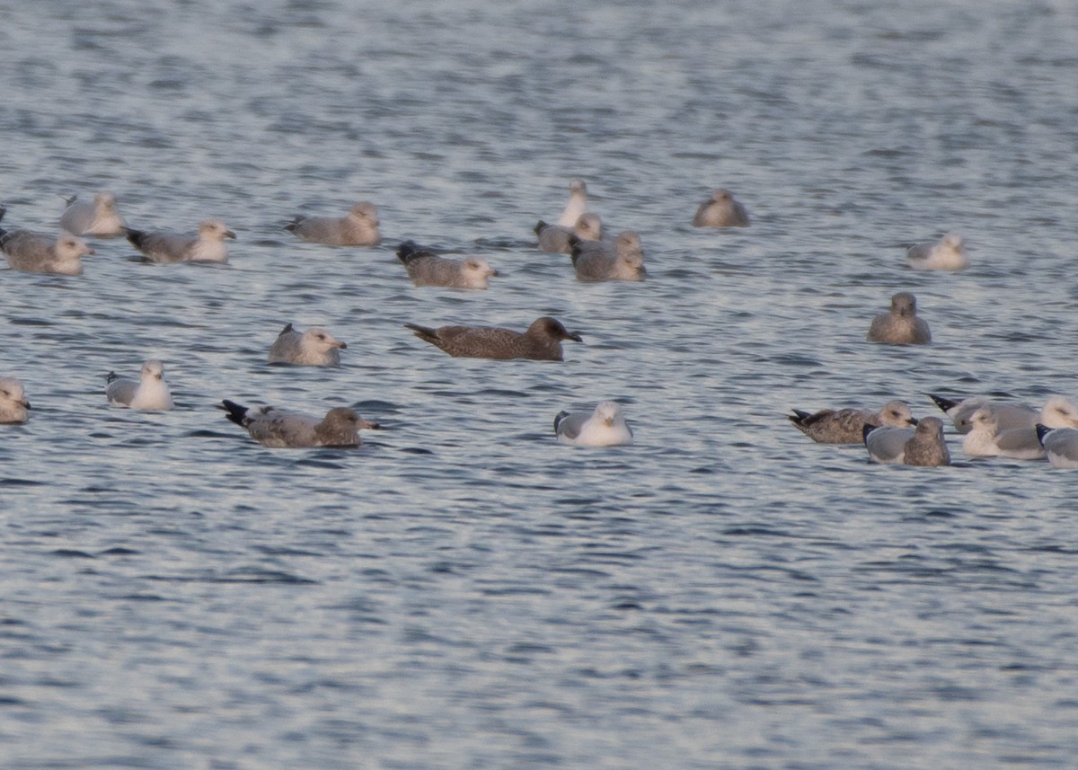 Iceland Gull (thayeri/kumlieni) - ML612242086