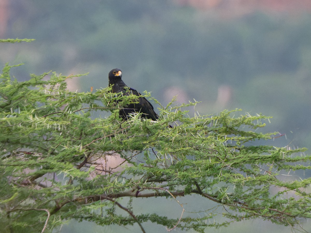 Verreaux's Eagle - ML612242232