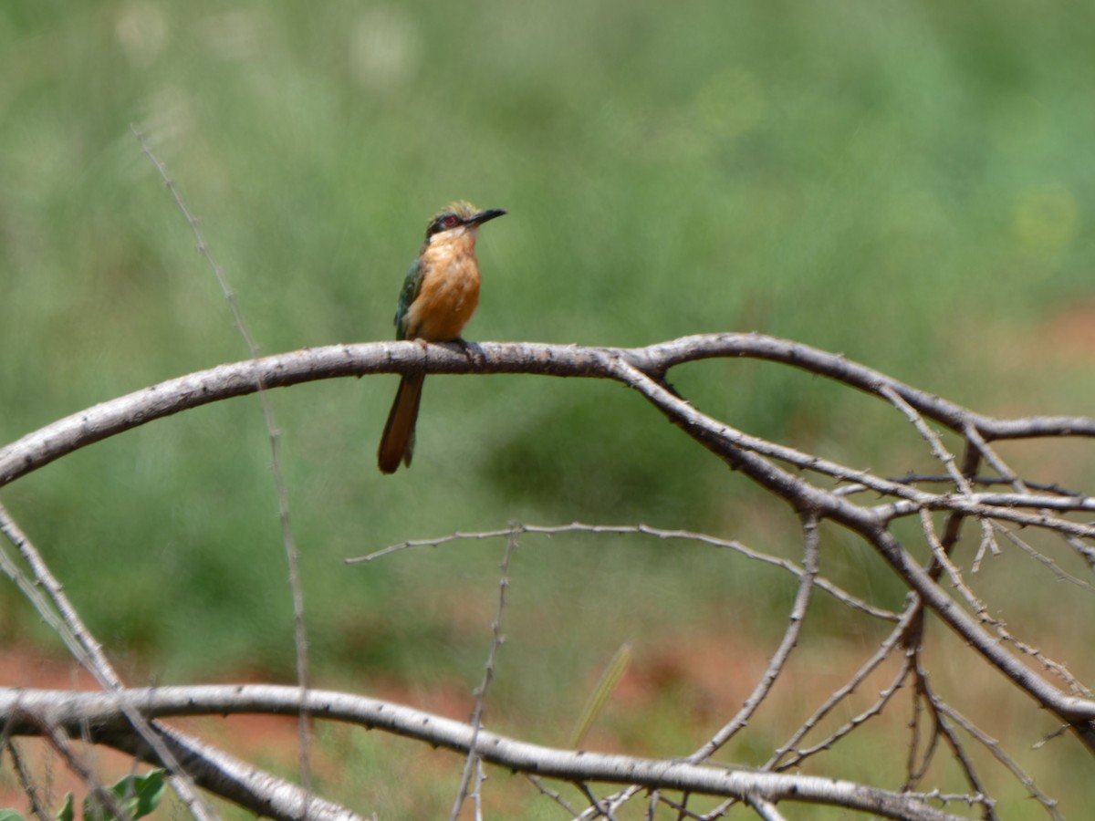 Somali Bee-eater - Alan Van Norman