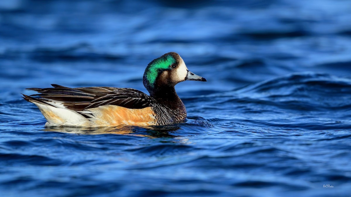 Chiloe Wigeon - ML612242264