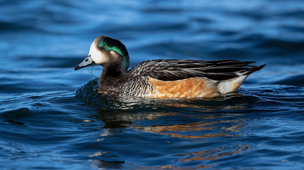 Chiloe Wigeon - ML612242265