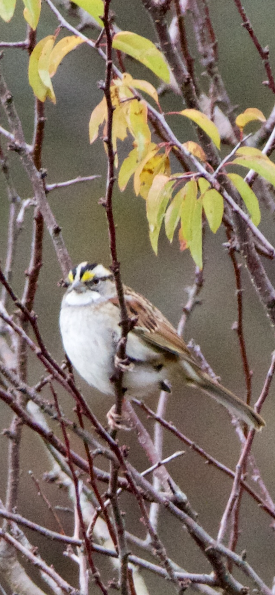 White-throated Sparrow - Jessica D