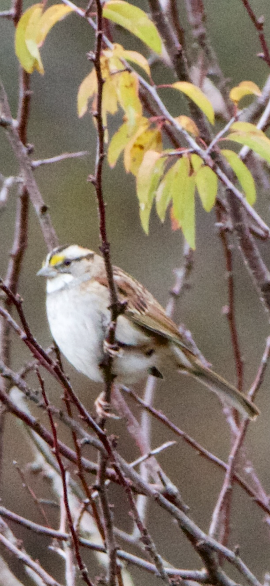 White-throated Sparrow - ML612242423