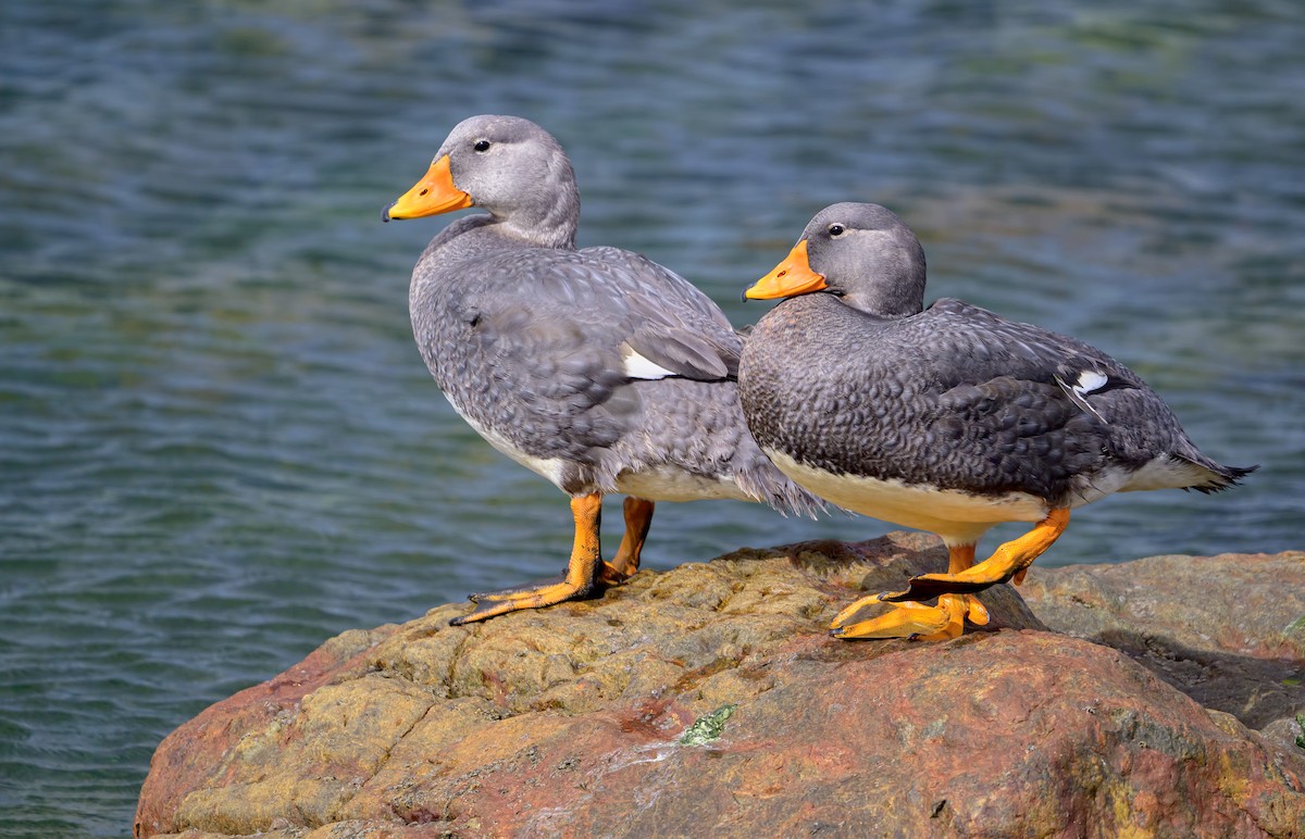 Flightless Steamer-Duck - ML612242424