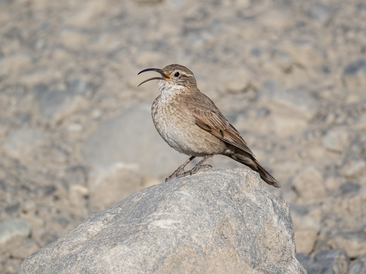 Scale-throated Earthcreeper - Shailesh Pinto