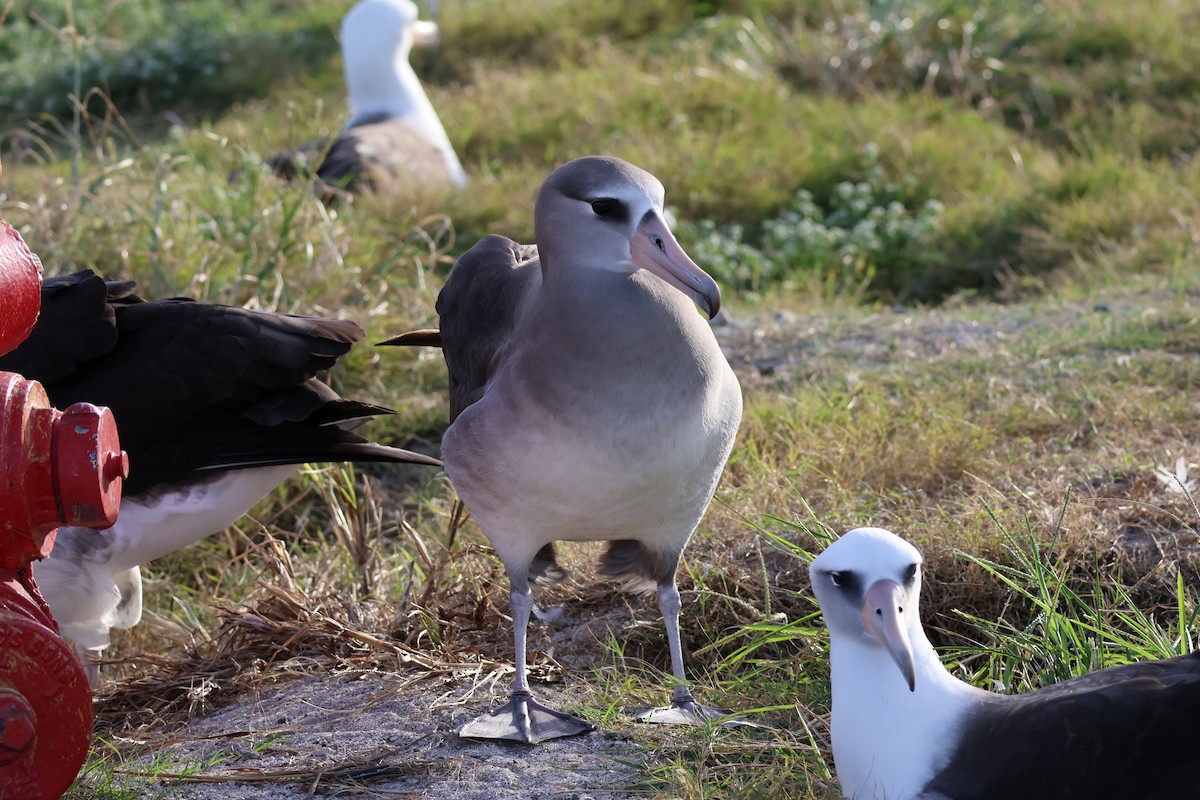 Laysan x Black-footed Albatross (hybrid) - ML612242518