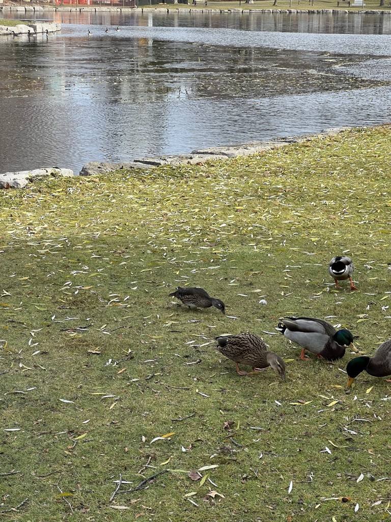 Wood Duck - ML612242533