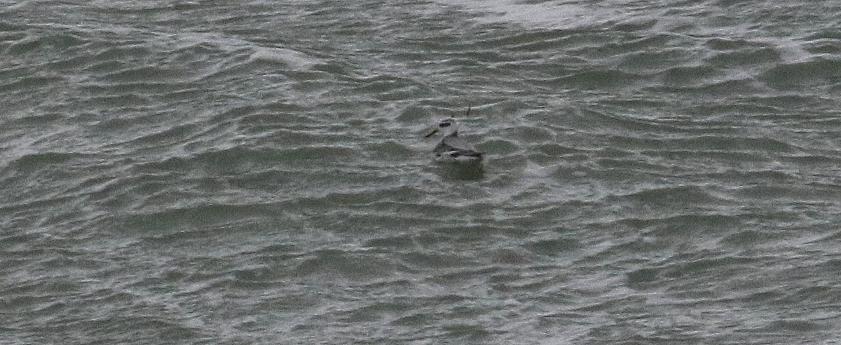 Red Phalarope - ML612242543