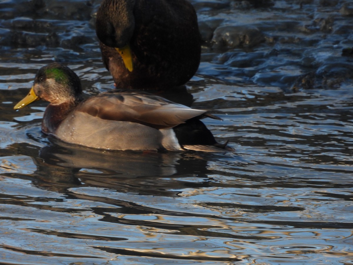 Mallard x American Black Duck (hybrid) - ML612242561