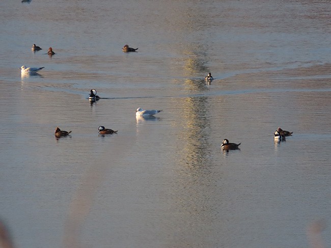 Hooded Merganser - ML612242656