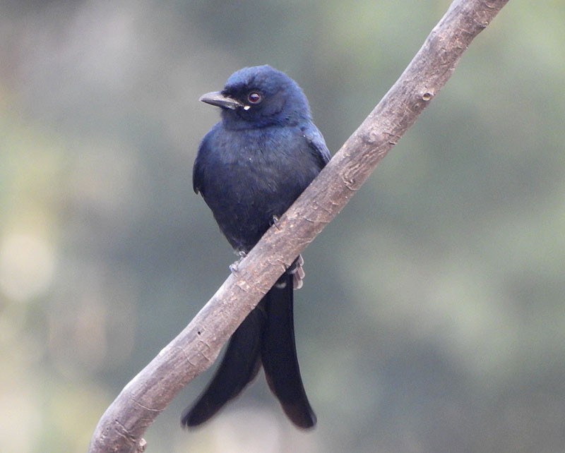 svartdrongo - ML612242664