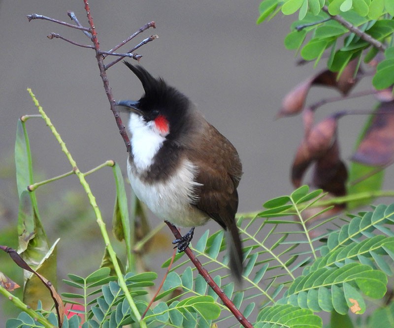 Bulbul Orfeo - ML612242669