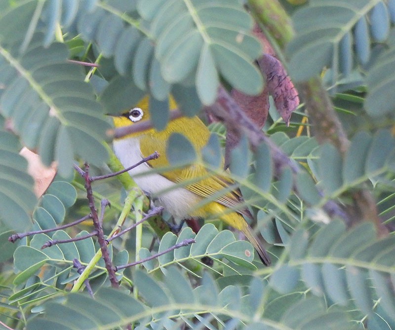 Indian White-eye - ML612242673