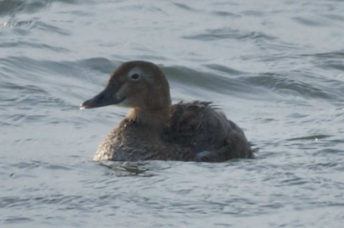 King Eider - ML612242689