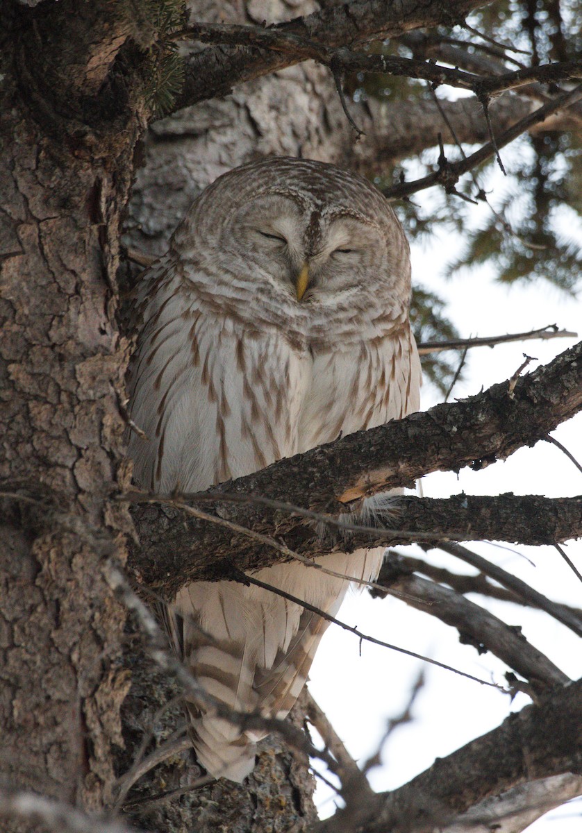 Barred Owl - ML612242768