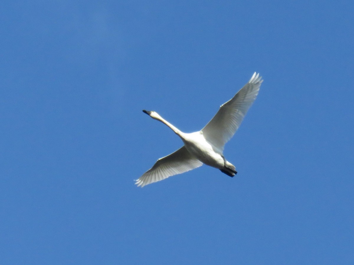 Tundra Swan - ML612242818