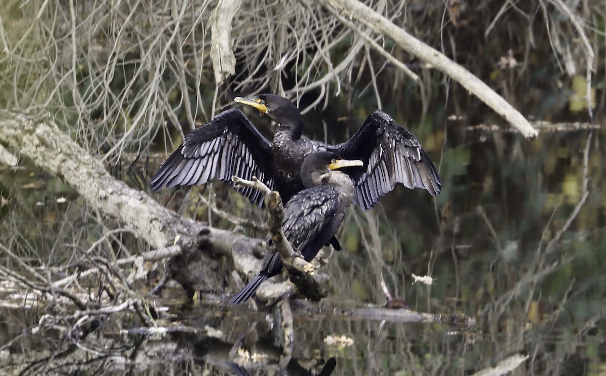 Cormoran à aigrettes - ML612242949