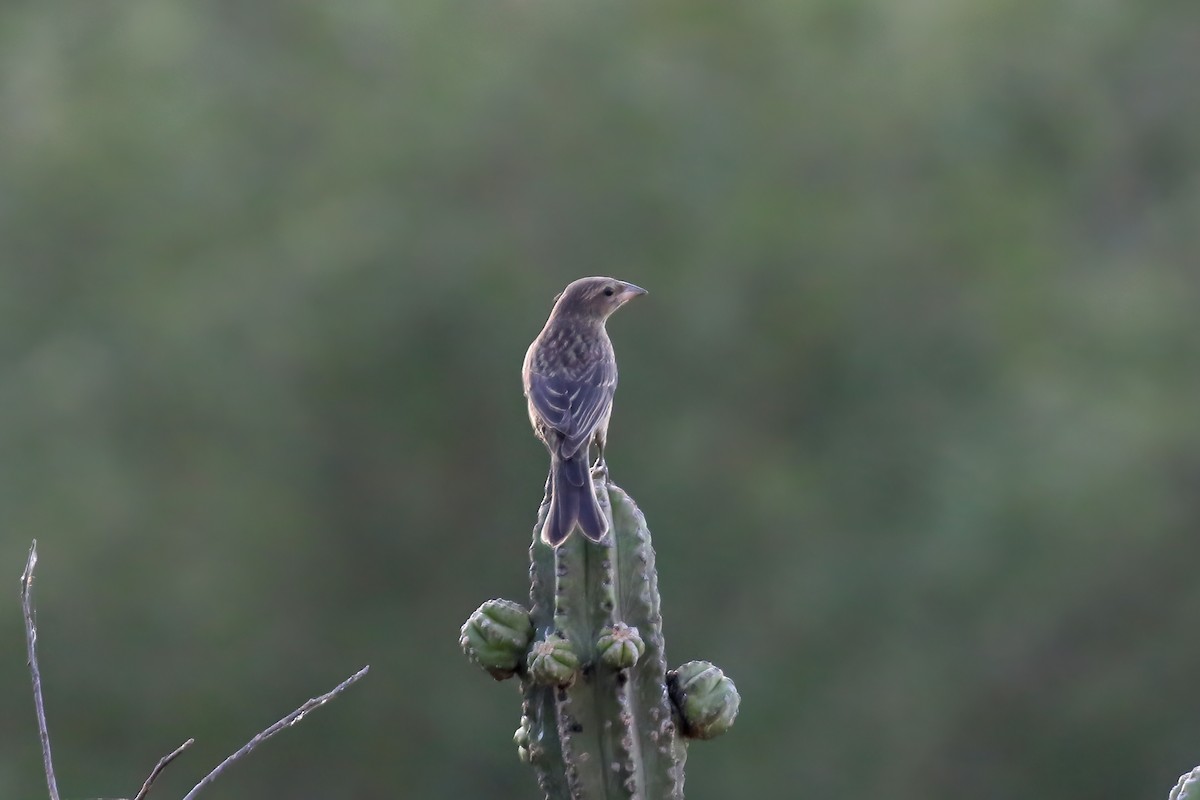 Shiny Cowbird - Greg Scyphers