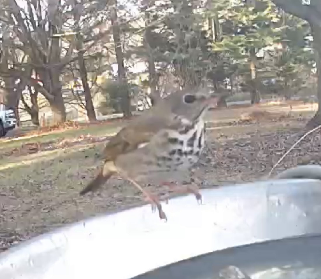 Hermit Thrush - ML612243097