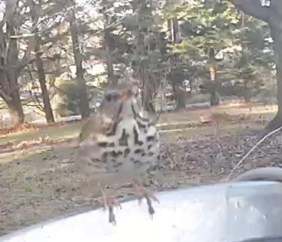 Hermit Thrush - ML612243098