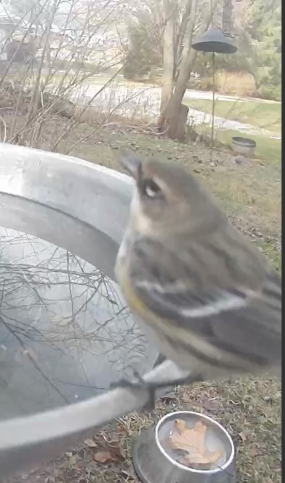 Yellow-rumped Warbler - ML612243110